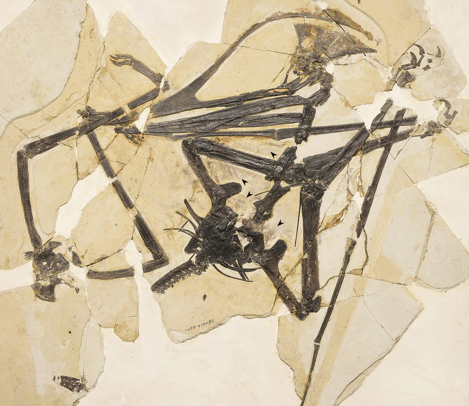 Coluna Cacadores de fosseis CH405 Figura 2 Fossil 1536x1330