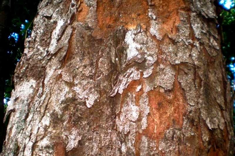 WhatsApp Image 2021 06 12 at 08.56.39