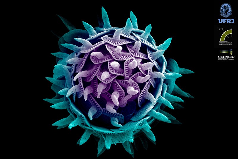 Microalga amazônica ainda não identificada. Autoria: Aldenora Vasconcelos/Centro Multiusuário para Análise  de Fenômenos Biomédicos da Universidade do Estado do Amazonas/Cenabio WhatsApp Image 2023 06 29 at 21.15.02 4