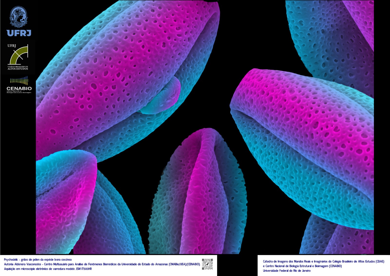 grãos de pólen da espécie Ixora coccinea. Autoria: Aldenora Vasconcelos/Centro Multiusuário para Análise de Fenômenos Biomédicos da Universidade do Estado do Amazonas/Cenabio  WhatsApp Image 2023 06 29 at 21.16.45